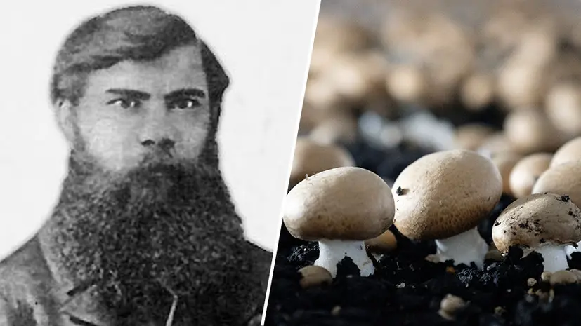 Отец русского грибоводства: как селекционер Ефим Грачёв наладил массовое производство шампиньонов в России