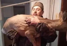 Косуля в Назарово удивила жителей, а летучая мышь прилетела в Москву kosulya v nazarovo udivila zhitelej a letuchaya mysh priletela v moskvu-obzone-su-0