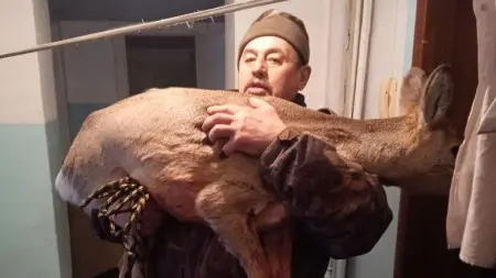 МВД: Косуля разбила окно и запрыгнула в квартиру в Красноярском крае