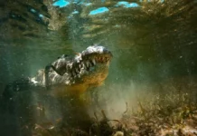 Наводнение в Австралии – крокодилы появились в Кэтрин navodnenie v avstralii krokodily poyavilis v ketrin-obzone-su-0