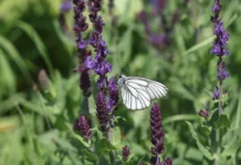 Олеся Слезкина о законе по Salvia divinorum olesya slezkina o zakone po -obzone-su-0