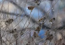 Павел Глазков исследует ожирение воробьев и голубей Уссурийска pavel glazkov issleduet ozhirenie vorobev i golubej ussurijska-obzone-su-0