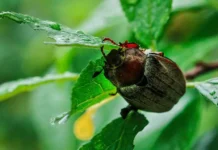 Павел Глазков рассказал, когда москвичи могут ждать майских жуков pavel glazkov rasskazal kogda moskvichi mogut zhdat majskih zhukov-obzone-su-0