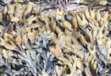 Ученые БФУ имени Канта выделили фукоидан — будущее фармакологии uchenye bfu imeni kanta vydelili fukoidan budushhee farmakologii-obzone-su-0