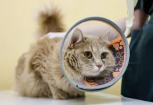 czena veterinarnyh uslug v rossii uvelichilas na tret-obzone-su-0