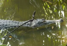 Эрик Григер встретился с крокодилом у Косумеля в Карибском море erik griger vstretilsya s krokodilom u kosumelya v karibskom more-obzone-su-0