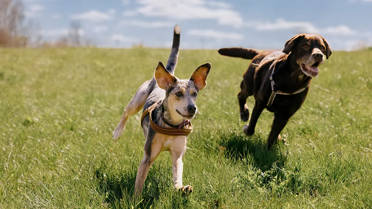 Чем грозит выгул собак без поводка 