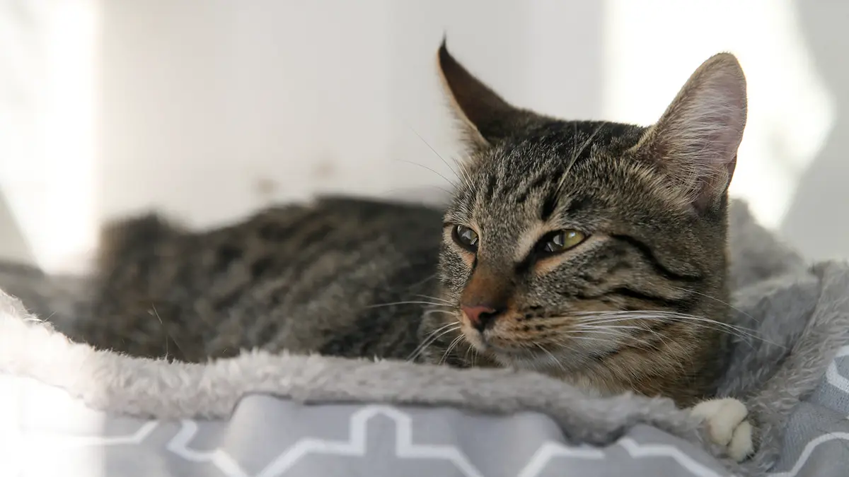 Женщина приютила брошенного и пропавшего в Москве кота