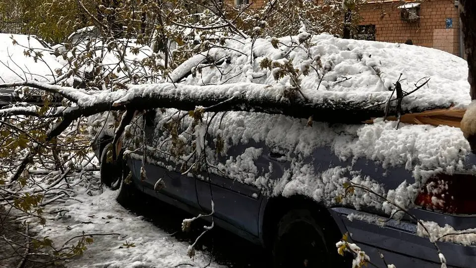 Можно ли получить компенсацию за упавшее на машину дерево