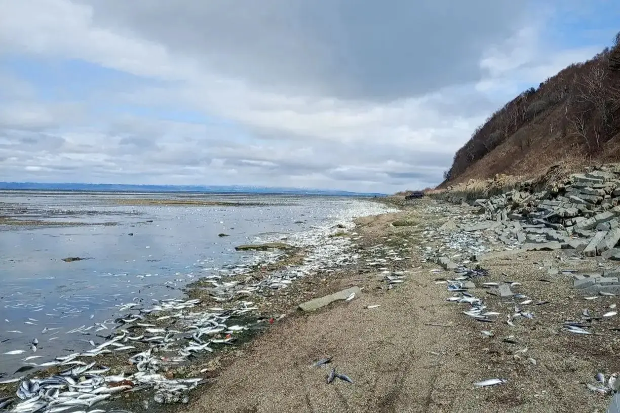 Корсаково: к берегам вынесло тонны сахалинской сельди-0