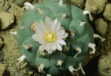 Ольга Леонова из РЭУ разбирается в правовом статусе растений olga leonova iz reu razbiraetsya v pravovom statuse rastenij-obzone-su-0