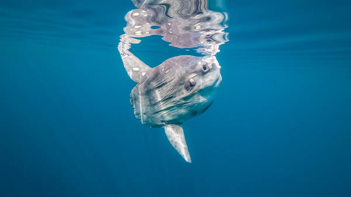 Огромная туша рыбы-луны весом более тонны заблокировала канал в Венеции