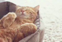 Сколько россиян предпочитают кошек и собак как домашних питомцев? skolko rossiyan predpochitayut koshek i sobak kak domashnih pitomczev-obzone-su-0