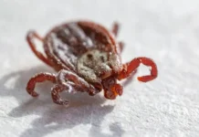 СМ-Клиника рекомендует: как безопасно удалить клеща дома smklinika rekomenduet kak bezopasno udalit kleshha doma-obzone-su-0