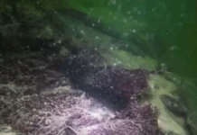 sokrovishha sandzhordzho i drejka najdeny v kadisskom zalive-obzone-su-0