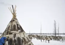 vklad kmn i kola beldy v kulturu i nasledie rossii  vadim siprov-obzone-su-0