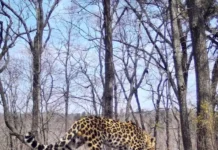 zagadochnyj ritual obshheniya leoparda v primore-obzone-su-0