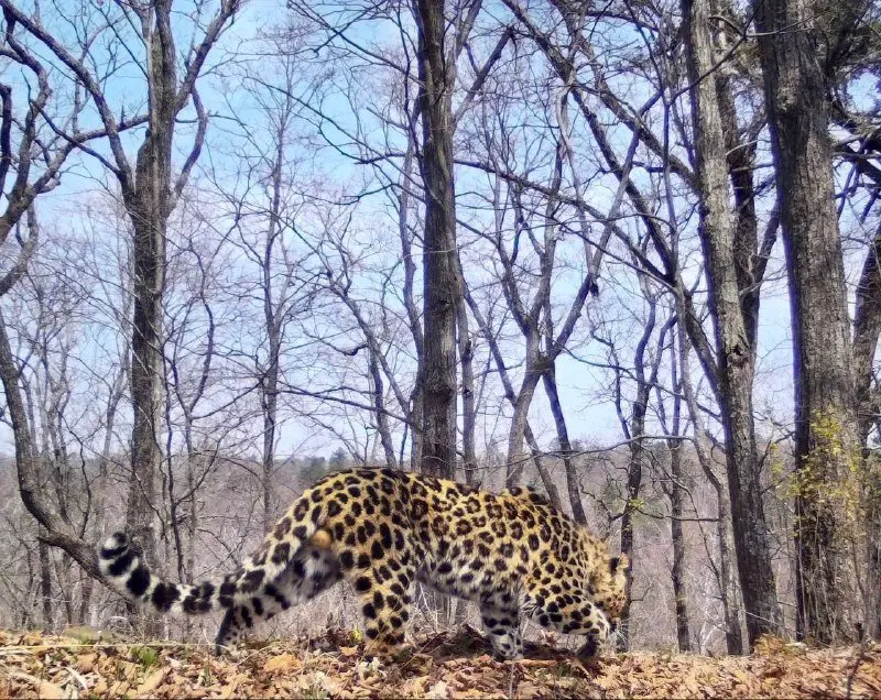 Леопард устроил брейк-данс в Приморье пресс-служба ФГБУ &quotЗемля леопарда&quot