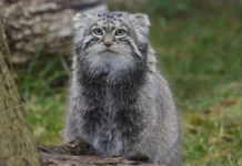 novoe raspisanie moskovskogo zooparka ili zoopark zhdet kapuczinplaksa-obzone-su-0