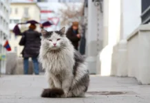 pyatiletnyaya devochka iz barnaula vylechila flegmonu posle ukusa kota-obzone-su-0