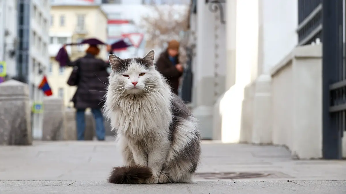 Девочка из Барнаула погладила уличного кота и получила гнойное воспаление кисти