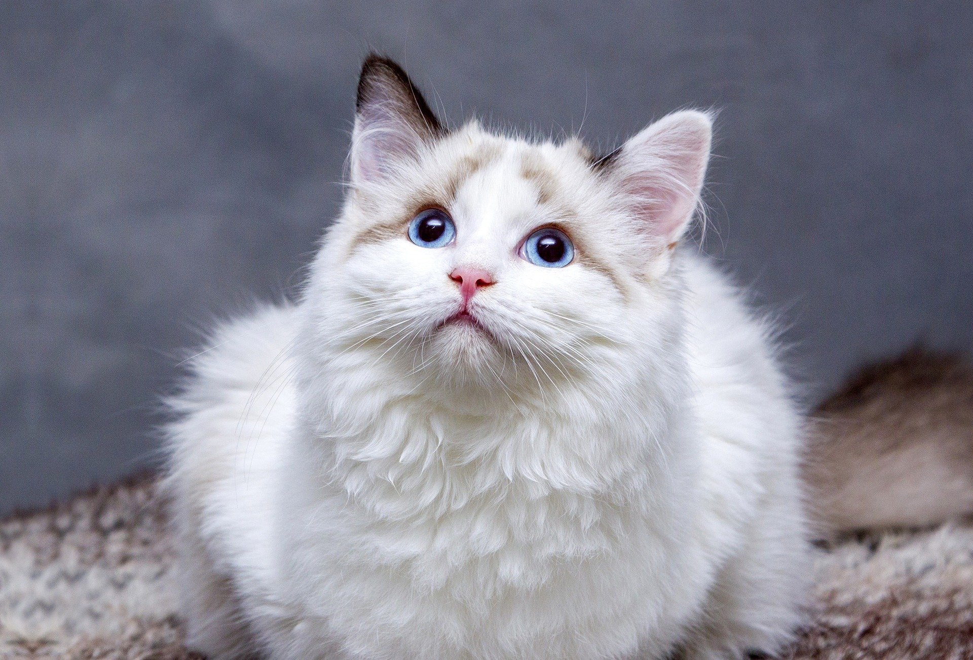 cats-8096304_1920.jpg