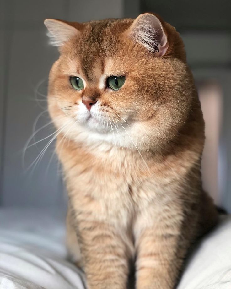 Reference image 1