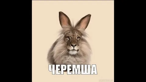 теремша.webp