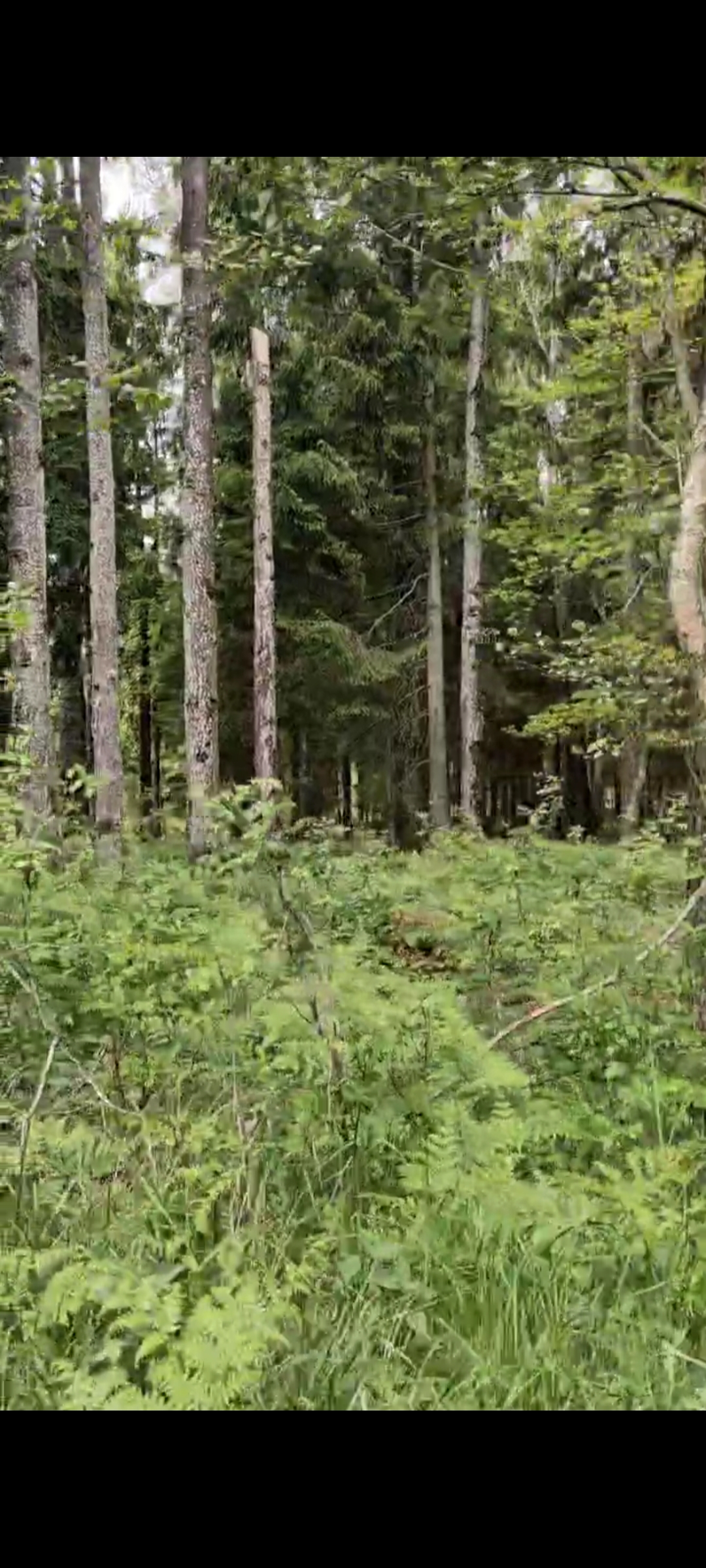 Text-to-video reference image