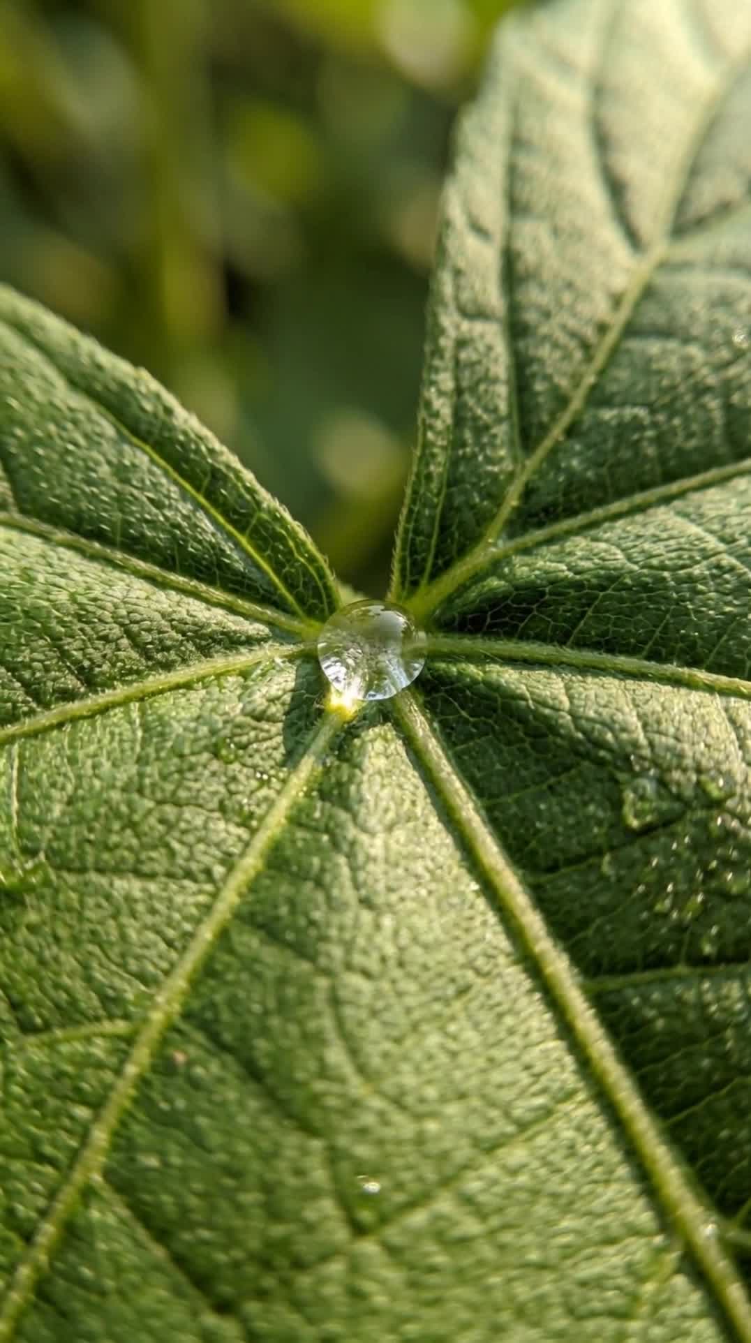 VISUAL CORRECTION. This replaces the previous request entirely. Subject: why leaves have veins A ...