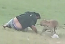 Неожиданная встреча с леопардом в индийском парке 5b322958-d256-4169-9256-b181c18c2520-676b13f2