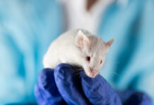 Научное исследование выявило необратимые последствия употребления алкоголя для молодого мозга 0ece7581-aa06-42ab-83cf-cf583a2f1356-6791282b