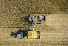 Свердловская область демонстрирует рекордные показатели по сбору зерновых в 2024 году 9e1a9f62-4329-4a70-b6bb-9cd6b707abe7-678022f9