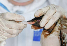 Утечек мазута из затонувших танкеров "Волганефть" не зафиксировано - экологическая ситуация под контролем 1a2dde69-6d25-48ed-aaeb-7891ce7971fc-67c7008c