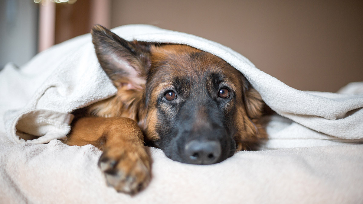 Эксперты назвали самые преданные породы собак