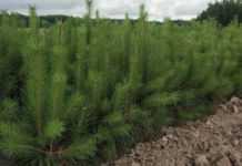 В питомниках Подмосковья вырастили более 11 млн сеянцев деревьев с начала года 299b8d12-896f-43b5-b281-d469c93c03d3-67abd561