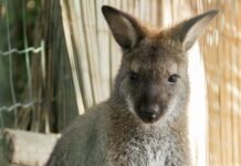 Похищенный кенгуренок обрел новый дом и готовится создать семью 2c5cb217-d262-40f2-bd19-1ba0bd7090c2-67c5cd8a