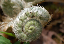 Удивительное открытие: папоротники способны поворачивать эволюцию вспять 722d2486-a77e-46e4-abb8-d5b9fc7f0a7c-67b36e57