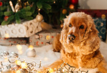 Как защитить питомцев от новогодних украшений: советы ветеринара caf3ae18-b086-4170-988b-5ead0cf15322-67bde25d