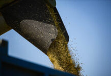 Прогноз для озимых: особенности зимовки в условиях теплой погоды f744a3f0-c982-4513-ada8-ab7f8adf000a-67bc8614