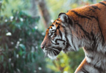 Власти Индии усиливают меры безопасности для защиты жителей от диких животных 0cd42673-8294-48bd-b140-f012b9544527-67eba9d3