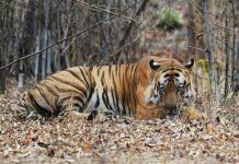 Трагический случай в индийском заповеднике побуждает усилить меры безопасности 0d47e82f-8dd7-4c37-a7f7-25faa3f5ee77-67e245b4