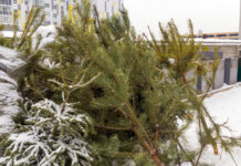 Химик Дорохов объяснил, почему не нужно выкидывать ёлку на свалку 14b06031-eb7b-42fc-ac36-0794d772b0c9-67d28b64