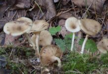 Сенсационное открытие грибного разнообразия в Приморье 1da0bb94-928b-4e65-894a-34884f382567-67dda630