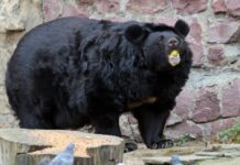 Теплая зима разбудила гималайских медведей в столичном зоопарке 21943571-47c4-400c-b488-17e316974764-67e53331