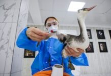 De-oiling of birds in Sochi Russia