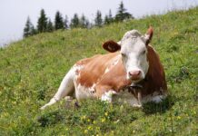 Инновационный метод диагностики заболеваний печени у коров на основе кофеина SONY DSC