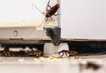 Новые правила поддержания чистоты в многоквартирных домах CockroachInfestationInsideAKitchenDirtyFridgeAndUnhygienicKitchen