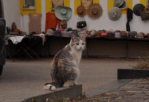 Хвостатый герой московской пожарной части претендует на международную награду Бездомная кошкаГород ТарусаКалуж