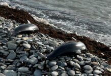 Активные меры по спасению черноморских дельфинов после экологического происшествия 736bb440-6513-4949-9543-bb88d4aadac5-67d4c296